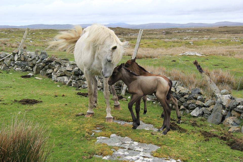 Twin Connemara Foals